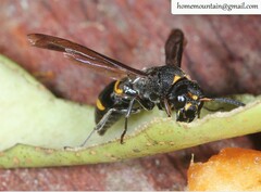 Pararrhynchium ornatum bifasciatulum