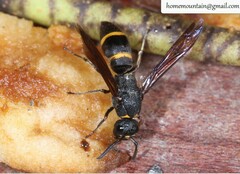 Pararrhynchium ornatum bifasciatulum