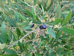 Olea europaea europaea