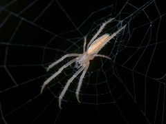 Larinia directa