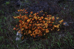 Hibbertia stellaris