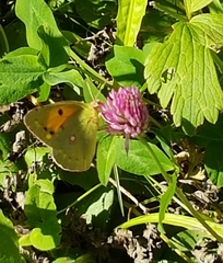 Colias croceus