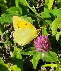 Colias croceus