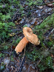 Lactarius