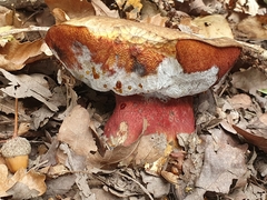 Neoboletus erythropus