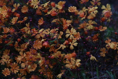 Hibbertia stellaris