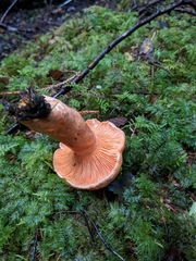 Lactarius