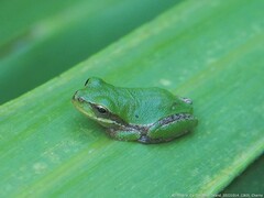 Hyla femoralis