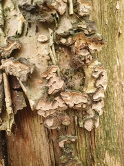 Xylobolus frustulatus