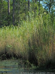 Phragmites