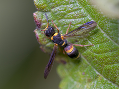 Parancistrocerus perennis
