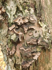 Xylobolus frustulatus