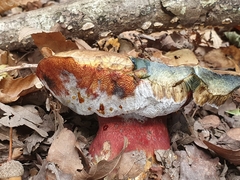Neoboletus erythropus