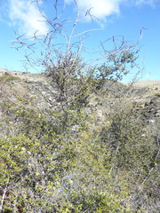 Muehlenbeckia australis