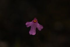 Utricularia multifida