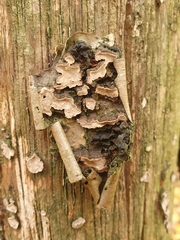 Xylobolus frustulatus