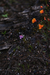 Utricularia multifida