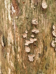 Xylobolus frustulatus