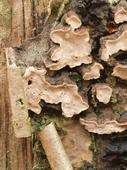 Xylobolus frustulatus