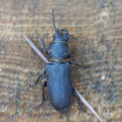 Spondylis buprestoides