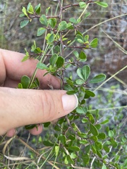 Pseudoziziphus celata