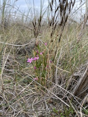 Centaurium littorale