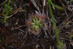 Drosera pulchella