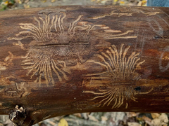 Scolytus
