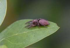 Plexippus setipes