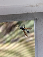 Isodontia auripes