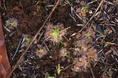 Drosera pulchella