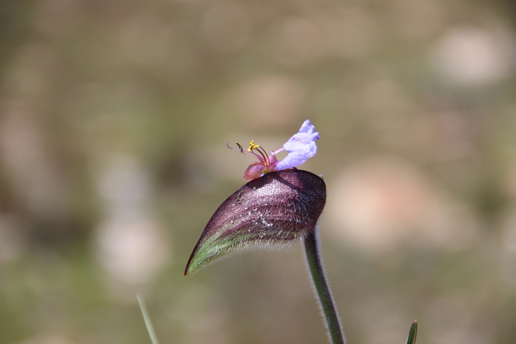 Huilan dayflower