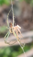 Leucauge dromedaria