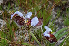 Commelina huillensis
