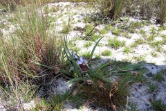 Commelina huillensis