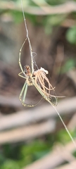 Leucauge dromedaria