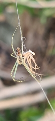 Leucauge dromedaria