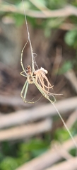 Leucauge dromedaria