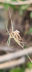 Leucauge dromedaria