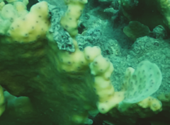 Echinopora mammiformis