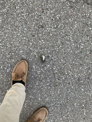 Regulus satrapa satrapa