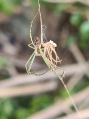 Leucauge dromedaria