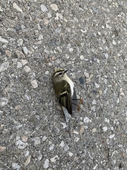 Regulus satrapa satrapa