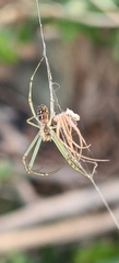 Leucauge dromedaria
