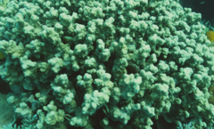 Porites rus