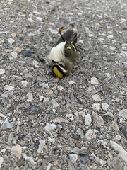 Regulus satrapa satrapa