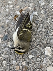 Regulus satrapa satrapa