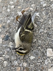 Regulus satrapa satrapa