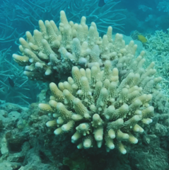 Acropora humilis