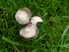 Coprinopsis